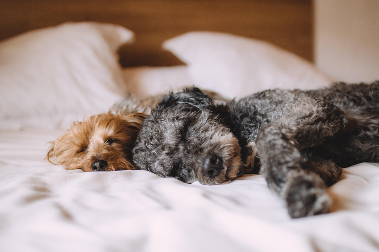 dogs, pets, canine, animals, fur, nature, sleeping, snout, mammals, domestic, dog portrait, animal world