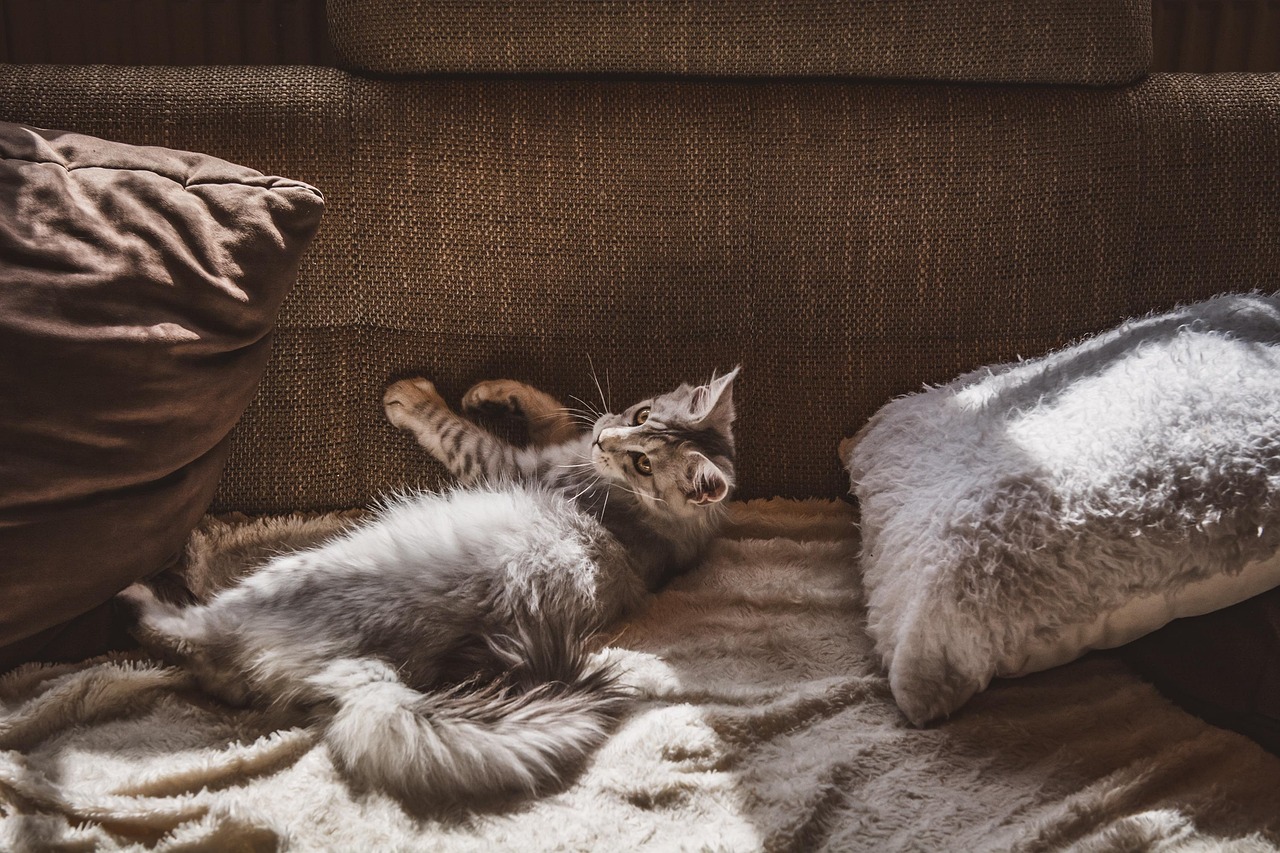 cat, nature, pet, feline, apartment, domestic cat, domestic animal, apartment cat, animal, couch, brown